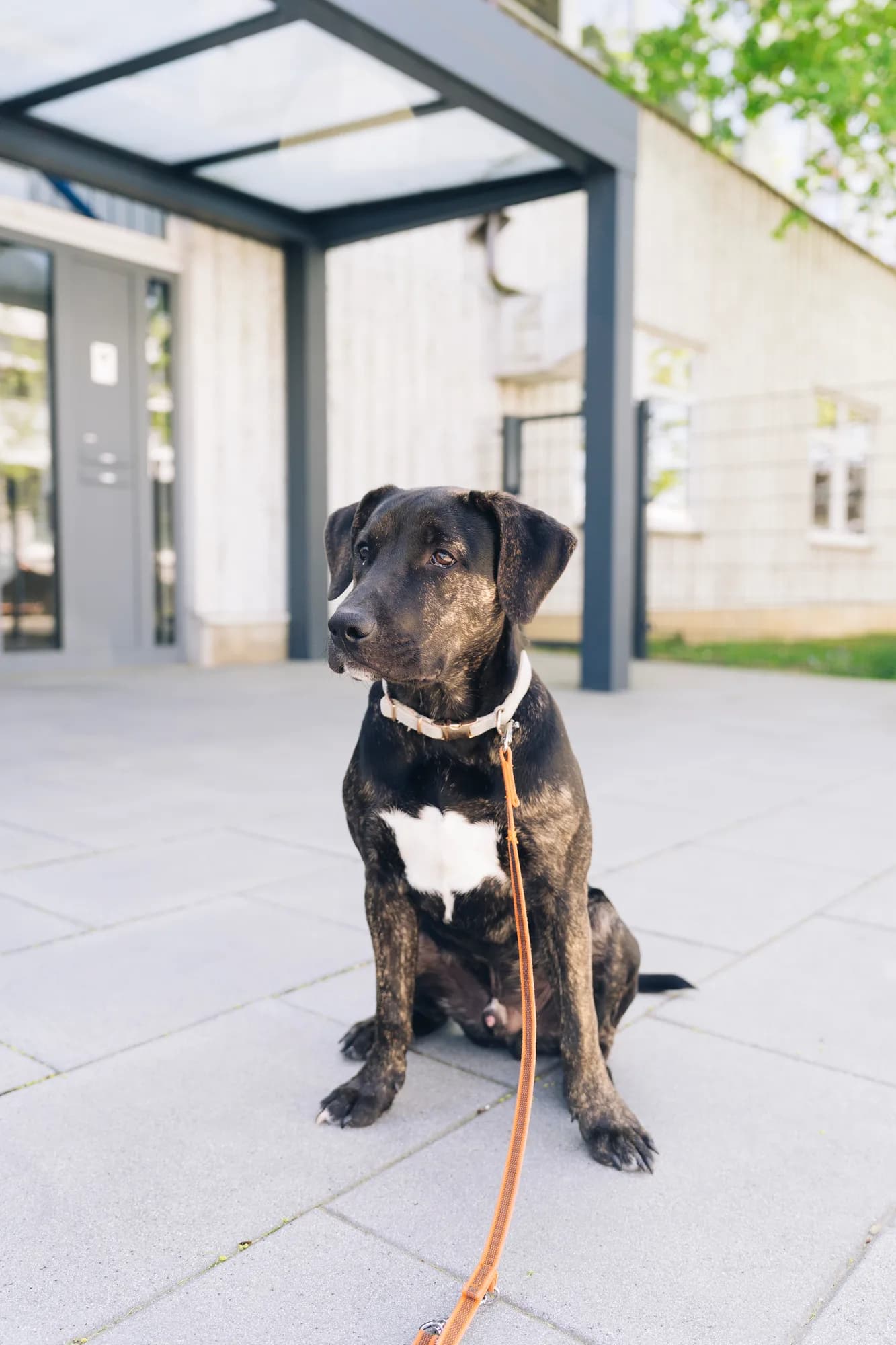 Dunkler Hund sitzt auf hell gefliestem Pflasterboden mit dunklem Halsband und Leine vor moderner Architektur.
